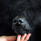 Image for article titled King’s realm: Behind the scenes at the Westminster Dog Show